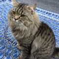 Cat Available For Adoption