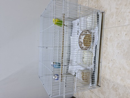 Al Rabie, Pet Supplies, SAR 200,  Budgies For Sale