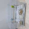 SAR 200,  Budgies For Sale