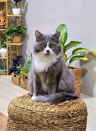 Khobar, Pet Supplies, Persian Cat With Kittens For Adoption