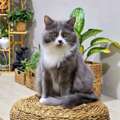 Persian Cat With Kittens For Adoption