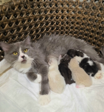 Khobar, Pet Supplies, Persian Cat With Kittens For Adoption