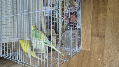 Hara, Pet Supplies, SAR 100,  Love Birds For Sale With Cage