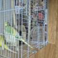 SAR 100,  Love Birds For Sale With Cage