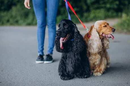 Bangalore, Pet Sitting, Dog Walkers In Bangalore