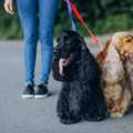 Dog Walkers In Bangalore