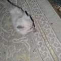 Kittens Ready To Adoption