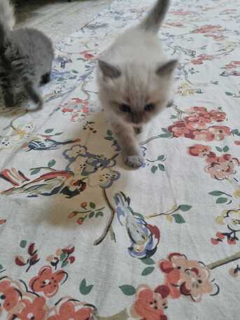 Al Wizarat, Pet Adoption, Kittens Ready To Adoption