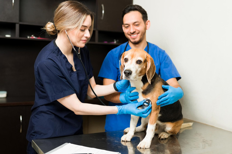 Doha, Pet Sitting, Professional Expert Veterinary Consultations | First Vet