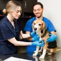 Professional Expert Veterinary Consultations | First Vet