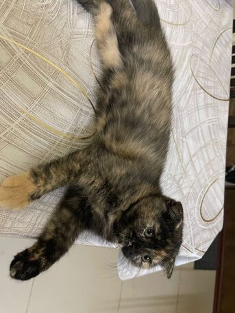 Al Batha, Free Items, Kitten For Adoption