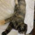 Kitten For Adoption