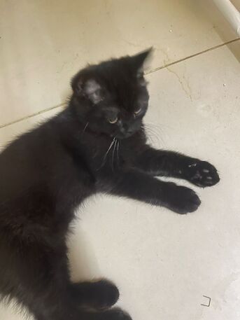 Al Batha, Free Items, Kitten For Adoption