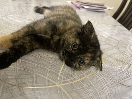 Al Batha, Free Items, Kitten For Adoption