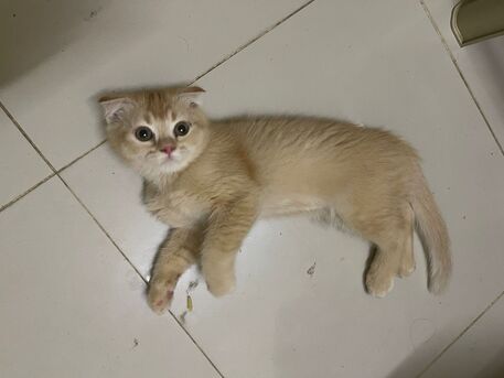 Al Batha, Free Items, Kitten For Adoption