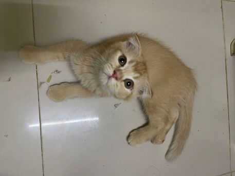 Al Batha, Free Items, Kitten For Adoption
