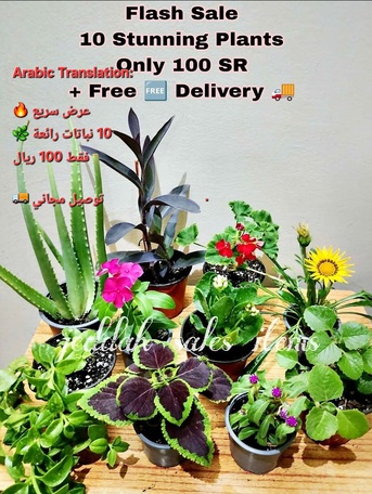 Jeddah, Farm & Garden, SR 100,  Sale Bundle 10 Plants