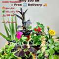SR 100,  Sale Bundle 10 Plants