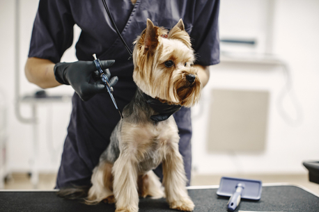 Doha, Pet Sitting, Premium Cat & Dog Grooming Services In Doha | Royal Pet