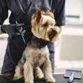 Premium Cat & Dog Grooming Services In Doha | Royal Pet