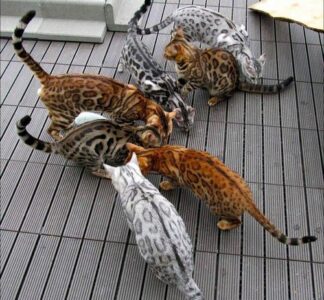 New York, Pet Sitting, Marble Bengal Cat Price &ndash; Exotic Kittens Available From Trusted Breeder