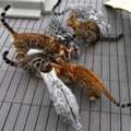 Marble Bengal Cat Price &ndash; Exotic Kittens Available From Trusted Breeder