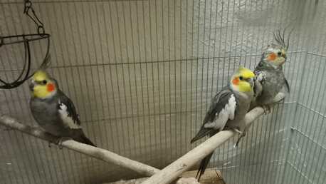 Dammam, Pet Supplies, SAR 150,  Cockateil & Big Cage