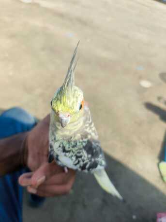 Dammam, Pet Supplies, SAR 150,  Cockateil & Big Cage