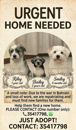 Manama, General, Pets For Adoption