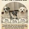 Pets For Adoption