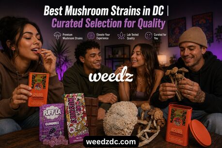 Washington DC, Delivery, Best Mushroom Strains In DC | Curated Selection For Quality
