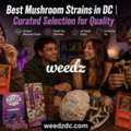 Best Mushroom Strains In DC | Curated Selection For Quality