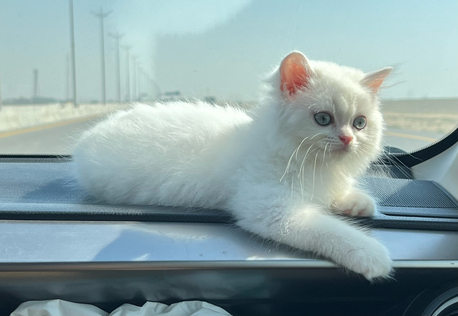 Jubail, Pet Supplies, SAR 1200,  4-Month-Old Turkish Angora Kitten For Sale