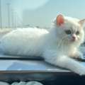 SAR 1200, 4-Month-Old Turkish Angora Kitten For Sale