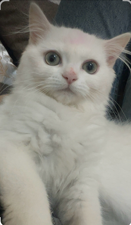 Jubail, Pet Supplies, SAR 1200,  4-Month-Old Turkish Angora Kitten For Sale