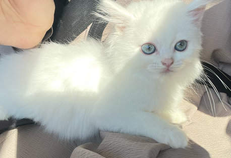 Jubail, Pet Supplies, SAR 1200,  4-Month-Old Turkish Angora Kitten For Sale