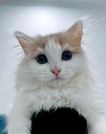 Jeddah, Pet Adoption, Turkish Angora Kitten