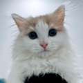 Turkish Angora Kitten