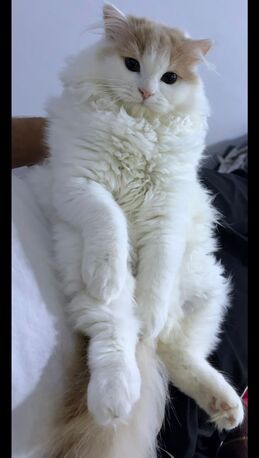Jeddah, Pet Adoption, Turkish Angora Kitten