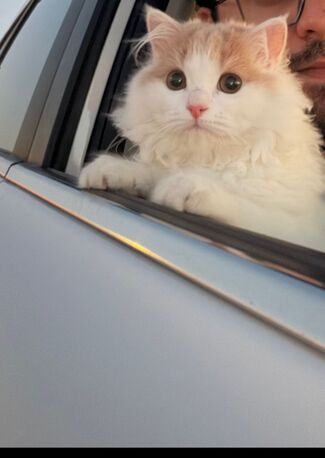 Jeddah, Pet Adoption, Turkish Angora Kitten
