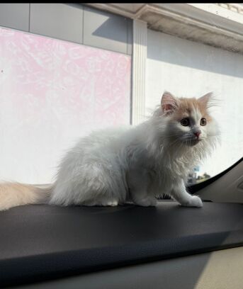 Jeddah, Pet Adoption, Turkish Angora Kitten