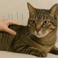 Looking For Investors In Cat Rescue,street Cat Feeding, TNR, Vet Support