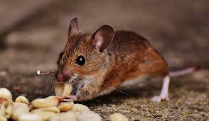 Manchester, Pest Control, Your Home Deserves Better Than Hidden Rodents