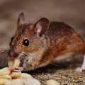 Your Home Deserves Better Than Hidden Rodents