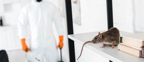 Paris, Cleaning, Dératisation Souris : Les Erreurs Invisibles Qui Favorisent Leur Retour