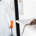 Dératisation Souris : Les Erreurs Invisibles Qui Favorisent Leur Retour