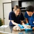 Emergency Animal Hospital Vancouver Open 24 Hours