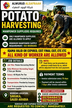 Dammam, Jobs, 🚜 URGENT MANPOWER REQUIREMENT &ndash; POTATO HARVESTING PROJECT 🚜 Need 500 Worker Any Iqama