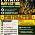 🚜 URGENT MANPOWER REQUIREMENT &ndash; POTATO HARVESTING PROJECT 🚜 Need 500 Worker Any Iqama