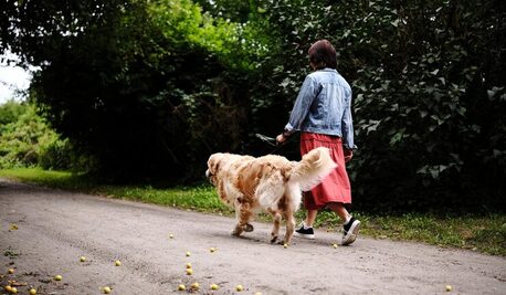 New Delhi, Pet Sitting, Dog Walkers In Delhi